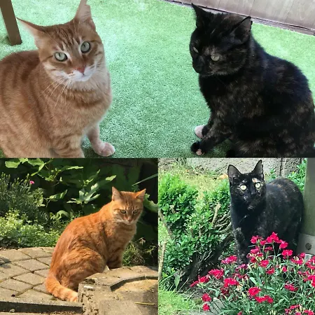 Haus Georgenhoehe וילדמן