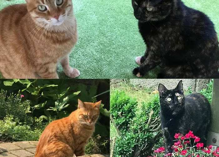 Haus Georgenhoehe Wildemann